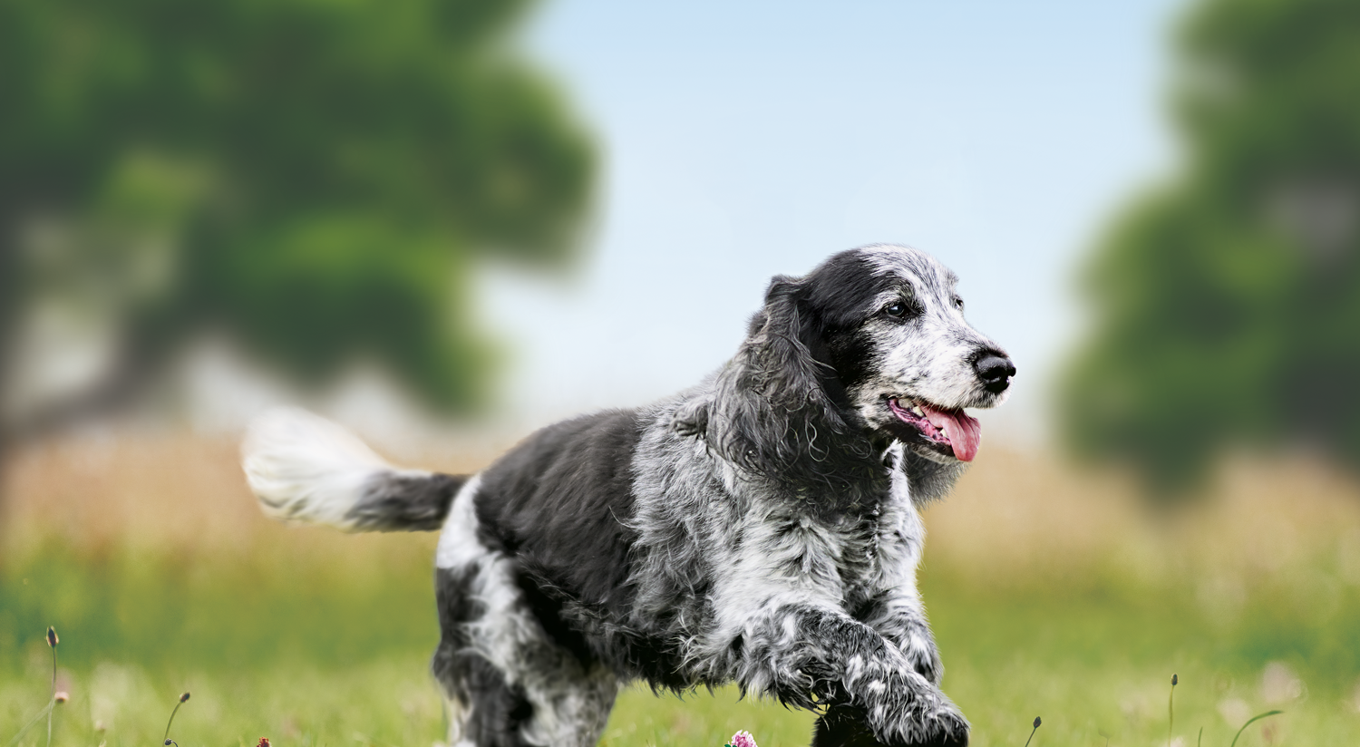 Sausas šunų ėdalas skirtas senyviems vidutinio dydžio veislių šunims 